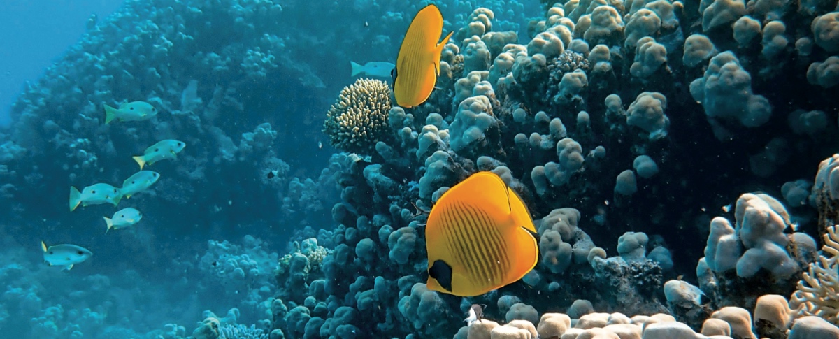 tutela alto mare oltre 200 miglia