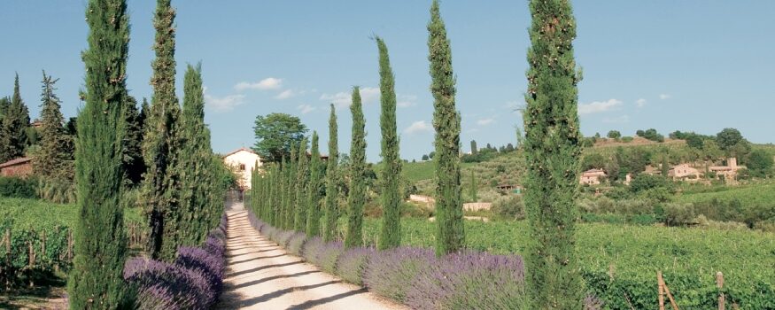 Castellare di Castellina