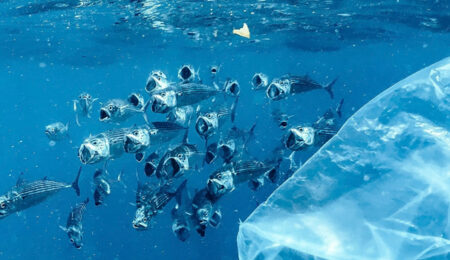 Water Defenders Alliance - plastic pollution