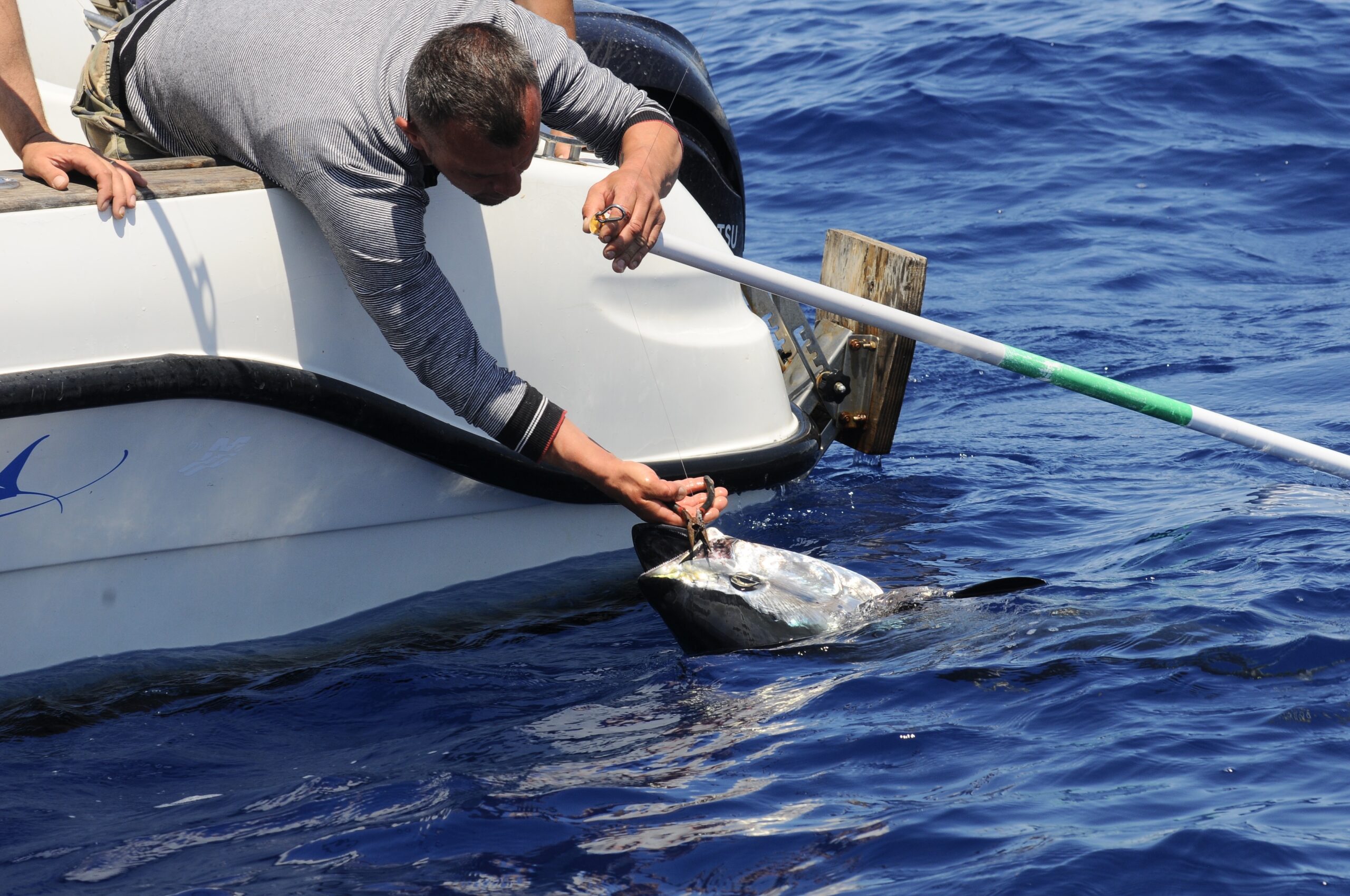 Tuna Cup Anzio 2026 - a pesca